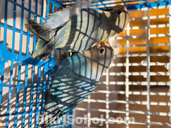 Lovebird baby 2 pisc